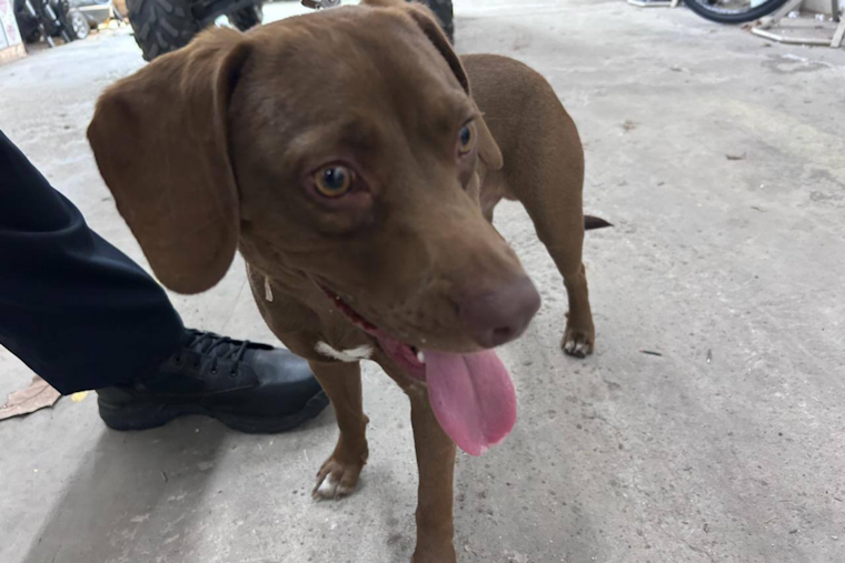Gahanna Police Seek Owners of Adventurous Canine Duo, Pups Miss Out on Dairy Queen Treats