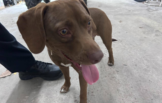 Gahanna Police Seek Owners of Adventurous Canine Duo, Pups Miss Out on Dairy Queen Treats