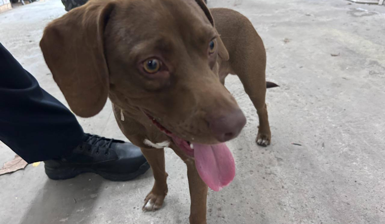 Gahanna Police Seek Owners of Adventurous Canine Duo, Pups Miss Out on Dairy Queen Treats
