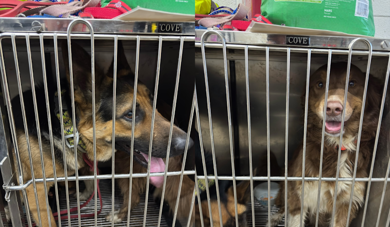 Gahanna Police Share Delightful Tale of Canine "Workout" at Local CrossFit Gym