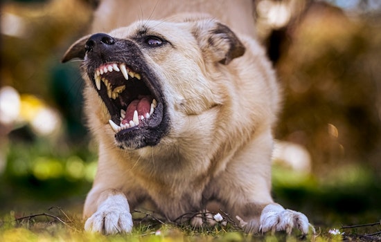 Graham County Faces Rising Rabies Cases, Health Authorities Issue Warnings and Prevention Tips