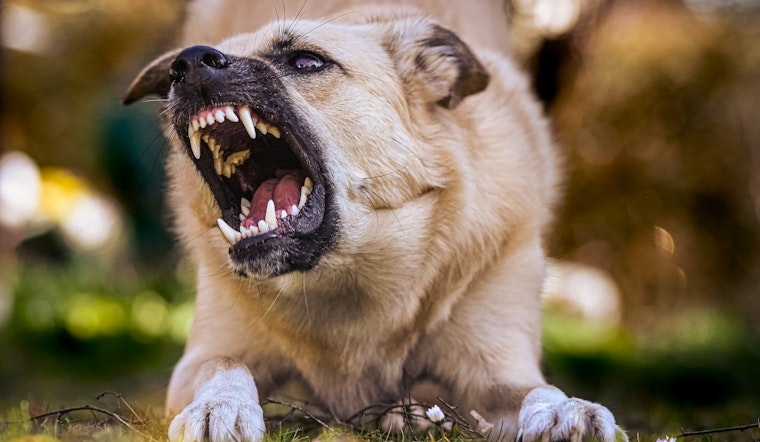 Graham County Faces Rising Rabies Cases, Health Authorities Issue Warnings and Prevention Tips