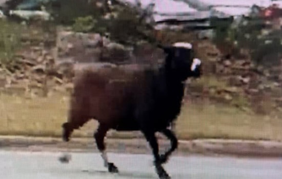 Gwinnett County's "Hooved Houdini" Evades Capture, Duluth Police Urge Public to Call Animal Control