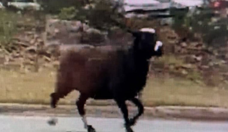 Gwinnett County's "Hooved Houdini" Evades Capture, Duluth Police Urge Public to Call Animal Control