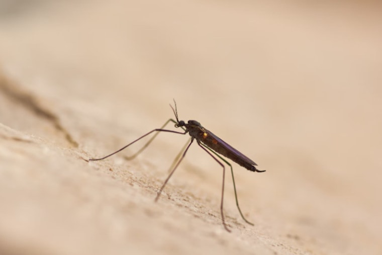 Hawai‘i Health Officials Confirm Fifth Travel-Related Dengue Case of 2025 on Oʻahu, Public Urged to Take Precautions