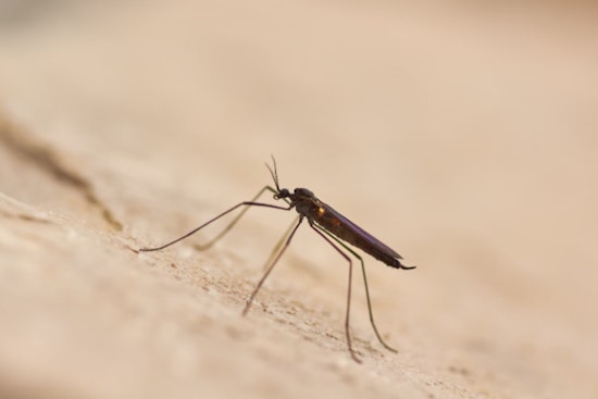Hawai‘i Health Officials Confirm Fifth Travel-Related Dengue Case of 2025 on Oʻahu, Public Urged to Take Precautions