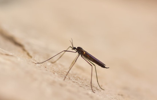Hawai‘i Health Officials Confirm Fifth Travel-Related Dengue Case of 2025 on Oʻahu, Public Urged to Take Precautions