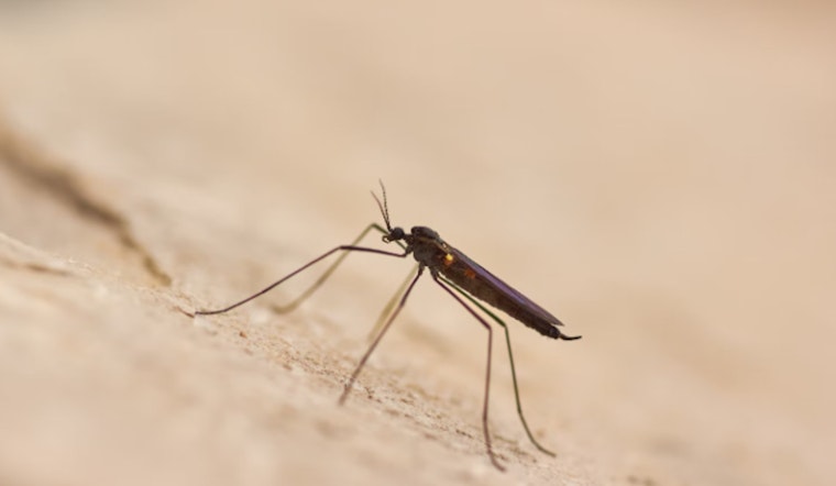 Hawai‘i Health Officials Confirm Fifth Travel-Related Dengue Case of 2025 on Oʻahu, Public Urged to Take Precautions