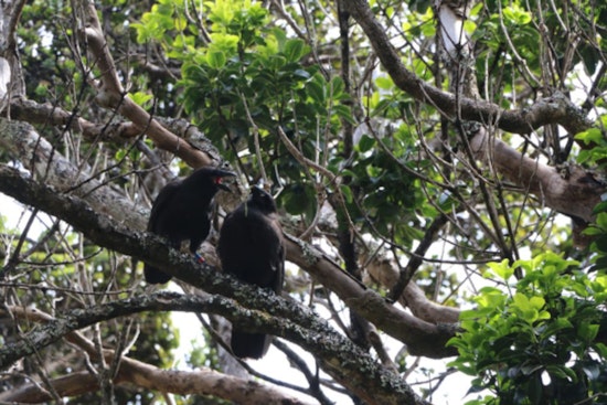 Hawaiian Crows Excel in Wild After Release in East Maui's Kīpahulu Forest Reserve