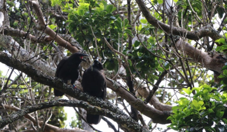 Hawaiian Crows Excel in Wild After Release in East Maui's Kīpahulu Forest Reserve