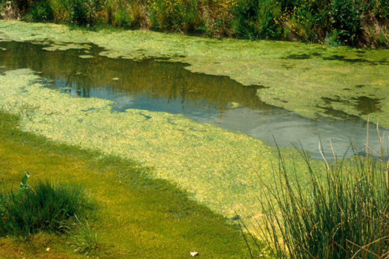 Health Alert Issued in Orange County: Toxic Blue-Green Algae Closes Lake Killarney to Swimmers and Pets