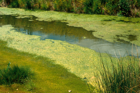 Health Alert Issued in Orange County: Toxic Blue-Green Algae Closes Lake Killarney to Swimmers and Pets