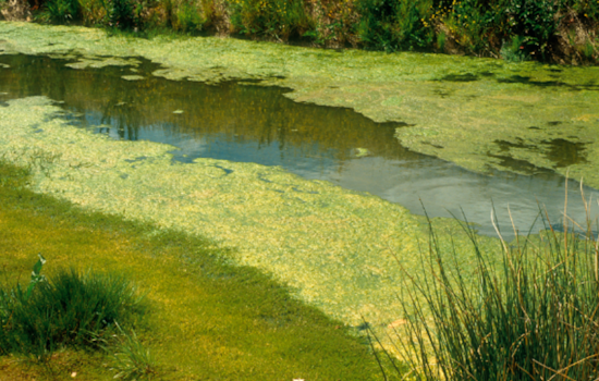Health Alert Issued in Orange County: Toxic Blue-Green Algae Closes Lake Killarney to Swimmers and Pets