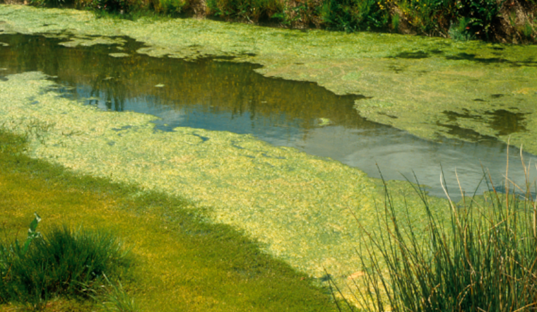 Health Alert Issued in Orange County: Toxic Blue-Green Algae Closes Lake Killarney to Swimmers and Pets