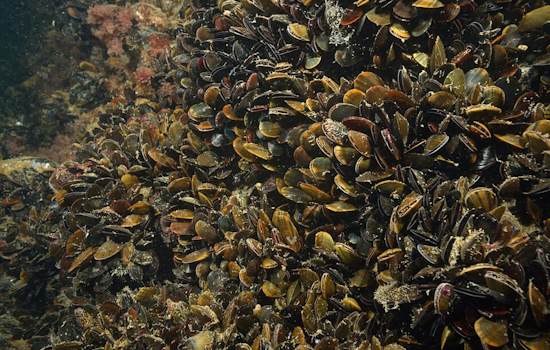 Health Warning Issued for Sport-Harvested Shellfish in San Diego County Due to Domoic Acid Risk