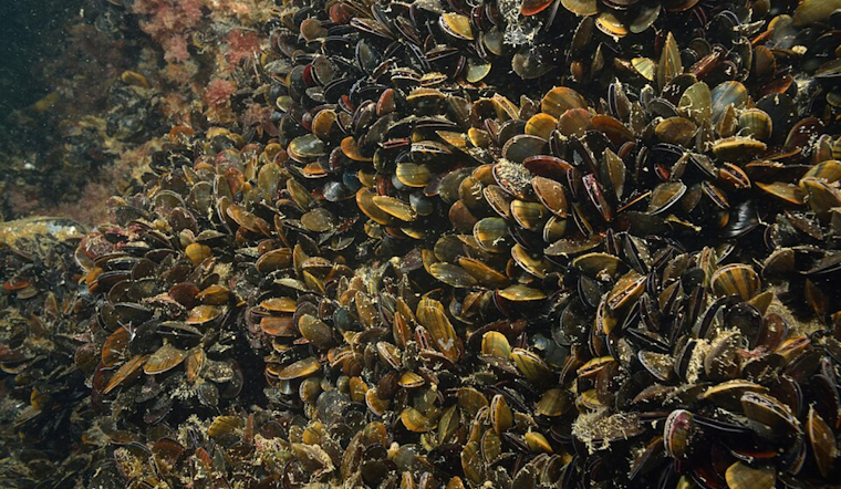 Health Warning Issued for Sport-Harvested Shellfish in San Diego County Due to Domoic Acid Risk