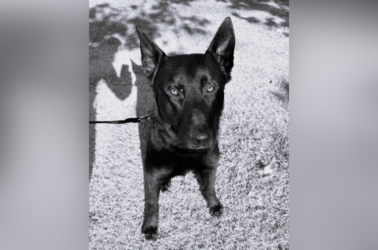 Henderson Police Department Mourns the Loss of K9 Rado After Emergency Surgery Complications