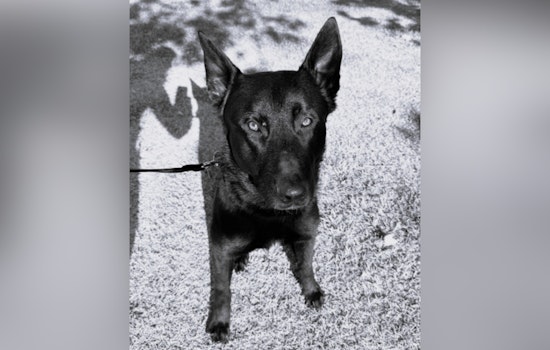 Henderson Police Department Mourns the Loss of K9 Rado After Emergency Surgery Complications