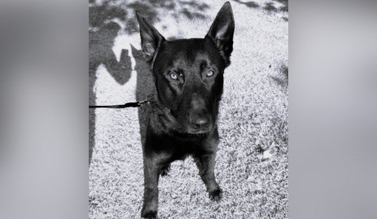 Henderson Police Department Mourns the Loss of K9 Rado After Emergency Surgery Complications
