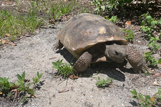 Hillsborough County Celebrates Gopher Tortoise Day with Educational Hike at Lithia Springs Conservation Park