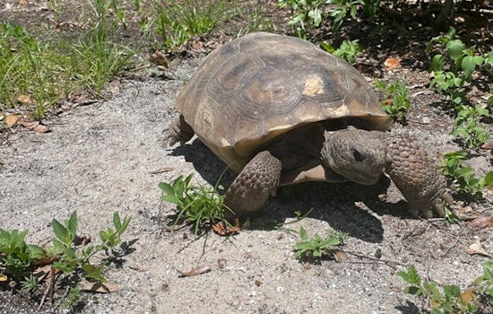 Hillsborough County Celebrates Gopher Tortoise Day with Educational Hike at Lithia Springs Conservation Park