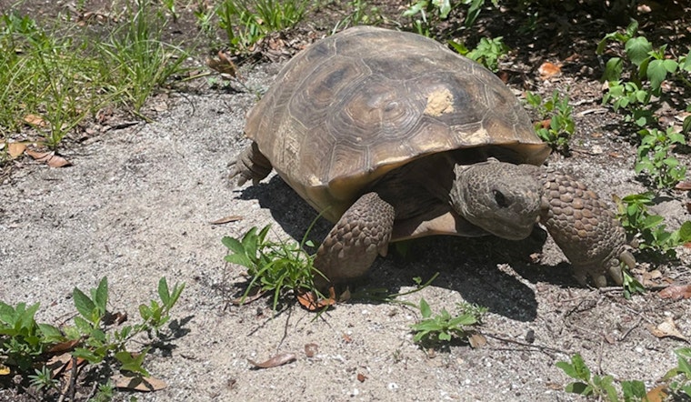 Hillsborough County Celebrates Gopher Tortoise Day with Educational Hike at Lithia Springs Conservation Park