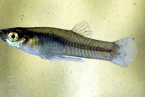 Hillsborough County Fights Mosquitoes with Free Mosquitofish Giveaways