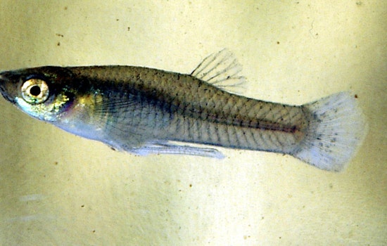 Hillsborough County Fights Mosquitoes with Free Mosquitofish Giveaways