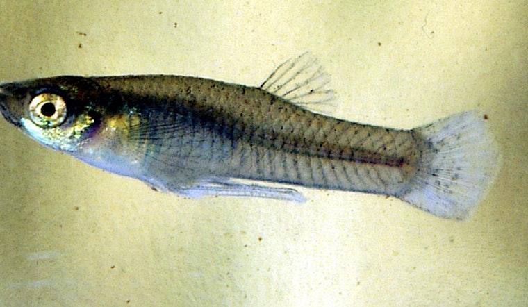 Hillsborough County Fights Mosquitoes with Free Mosquitofish Giveaways