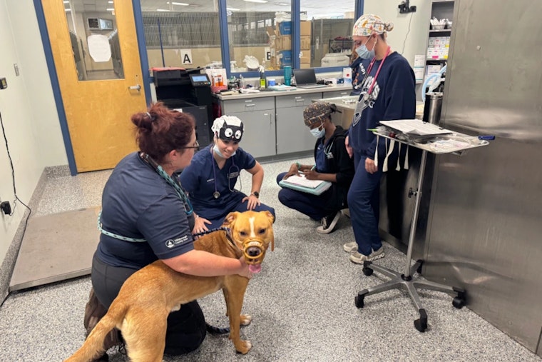 Hillsborough County Pet Resource Center and HCC Forge Educational Partnership for Veterinary Students