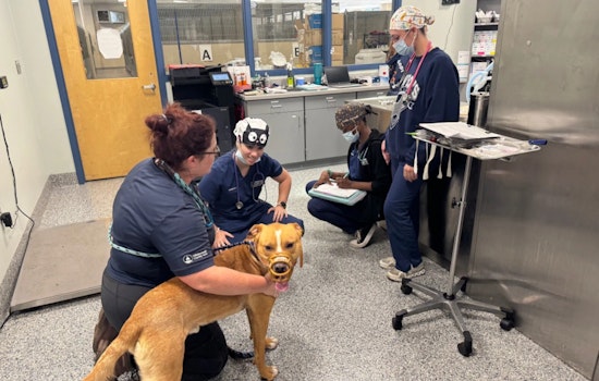 Hillsborough County Pet Resource Center and HCC Forge Educational Partnership for Veterinary Students