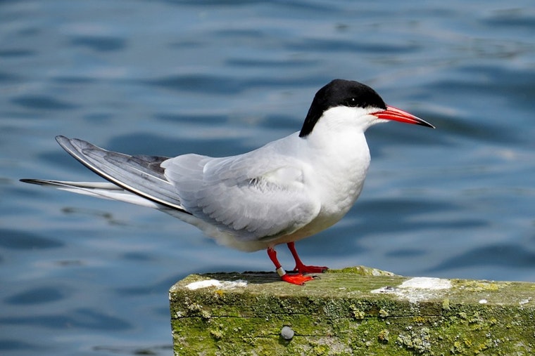 Hoboken Group Advocates for Artificial Island to Protect City's Official Bird, the Common Tern