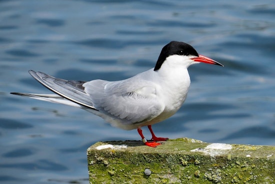 Hoboken Group Advocates for Artificial Island to Protect City's Official Bird, the Common Tern