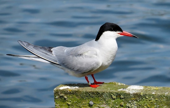 Hoboken Group Advocates for Artificial Island to Protect City's Official Bird, the Common Tern