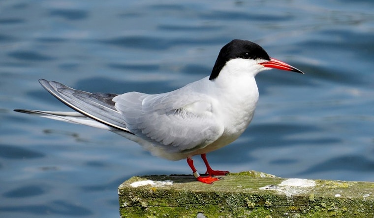 Hoboken Group Advocates for Artificial Island to Protect City's Official Bird, the Common Tern