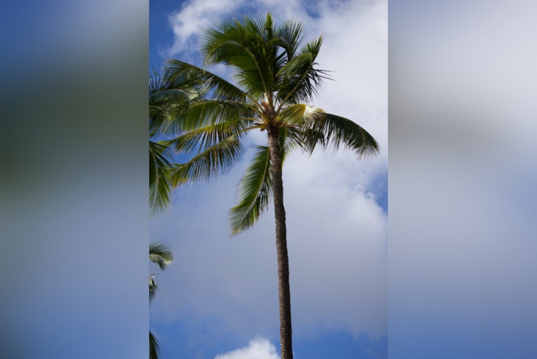 Honolulu Braces for Mixed Weather with Trade Winds, Showers, and Clearing Skies Ahead