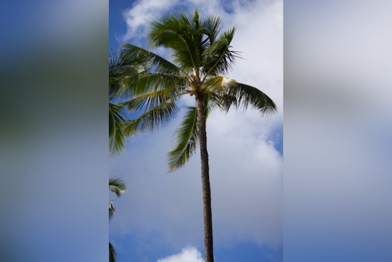 Honolulu Braces for Mixed Weather with Trade Winds, Showers, and Clearing Skies Ahead