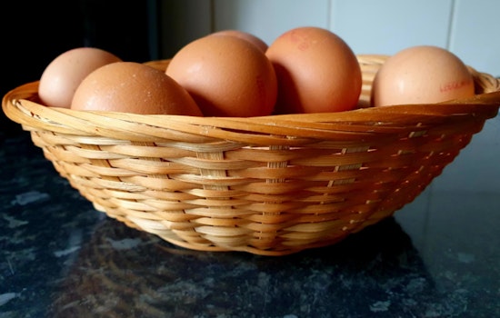 Honolulu Egg Prices Crack New Highs Amid Avian Influenza Outbreak on Mainland