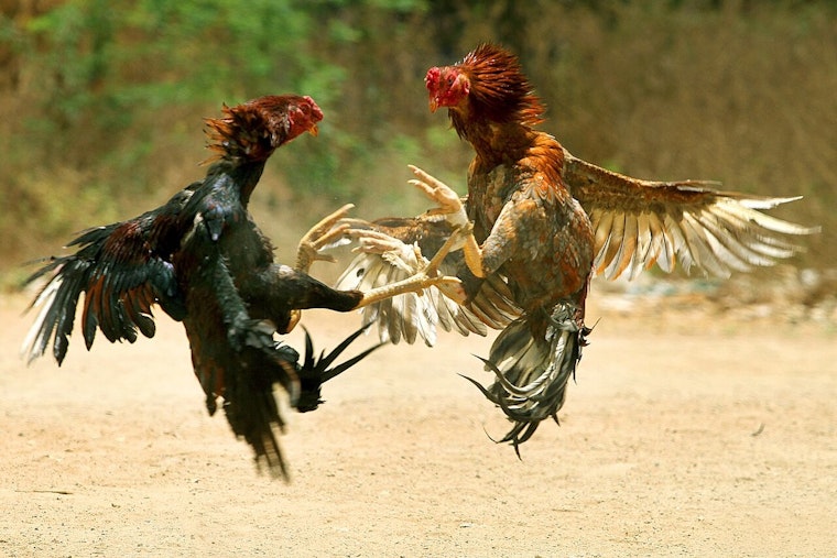 Honolulu Police Dismantle Cockfighting Operation in Waianae; One Arrested, Property Owners Warned