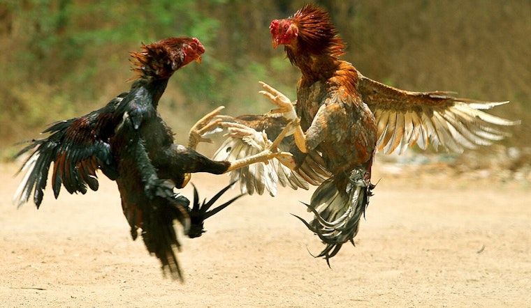 Honolulu Police Dismantle Cockfighting Operation in Waianae; One Arrested, Property Owners Warned