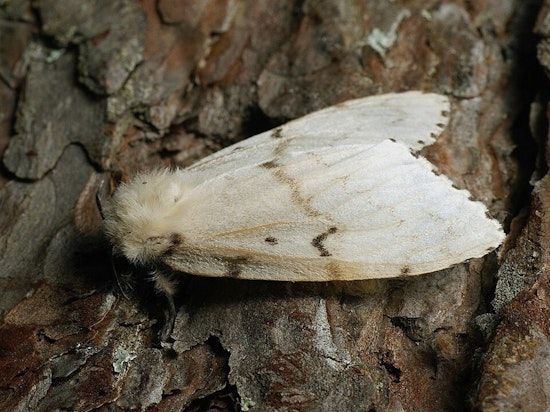 Illinois Battles Invasive Spongy Moth: Aerial Pheromone Treatment and Open Houses Launched in Northern Regions