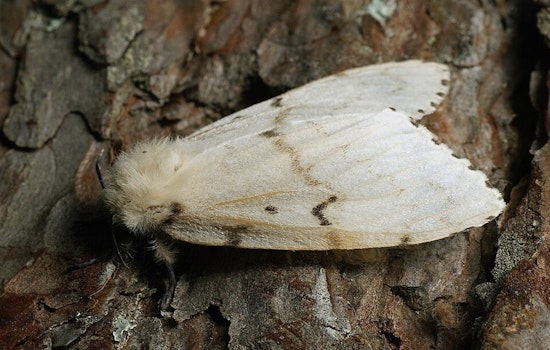 Illinois Battles Invasive Spongy Moth: Aerial Pheromone Treatment and Open Houses Launched in Northern Regions