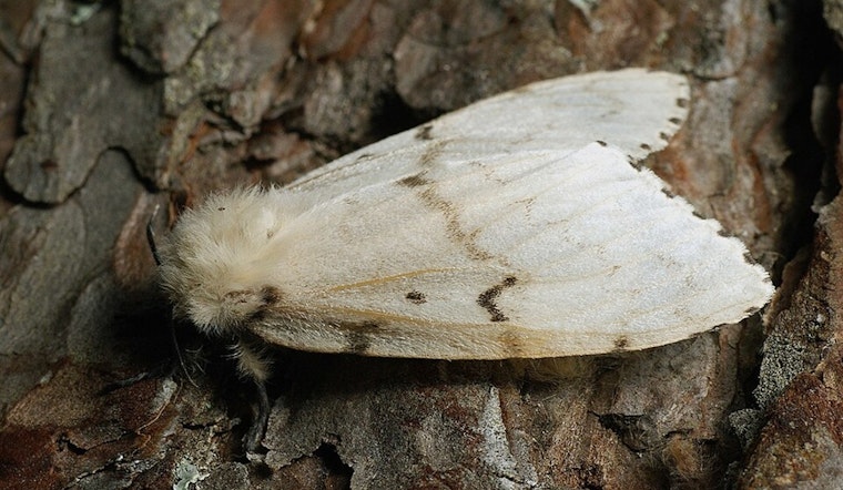 Illinois Battles Invasive Spongy Moth: Aerial Pheromone Treatment and Open Houses Launched in Northern Regions