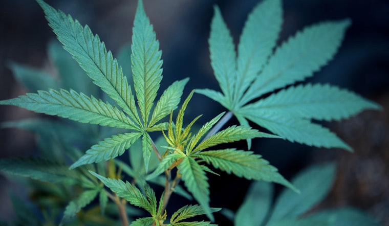 Indiana Poised to Snuff Out Cannabis Ads with New Amendment to Senate Bill 73