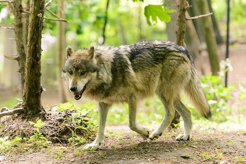 Investigation Underway After Death of Key Gray Wolf 2514-BC in Rocky Mountain National Park