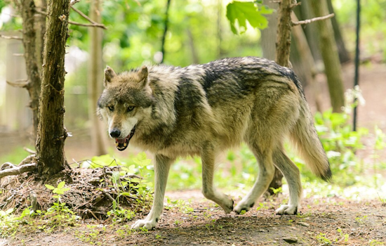 Investigation Underway After Death of Key Gray Wolf 2514-BC in Rocky Mountain National Park