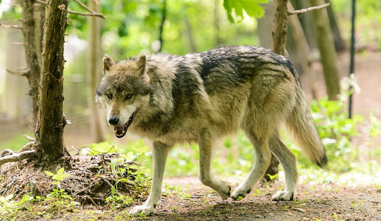 Investigation Underway After Death of Key Gray Wolf 2514-BC in Rocky Mountain National Park
