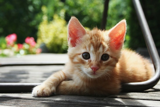 Jacksonville Calls for Community Support During Kitten Season as Supplies Are Urgently Needed for Underage Kittens