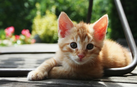 Jacksonville Calls for Community Support During Kitten Season as Supplies Are Urgently Needed for Underage Kittens