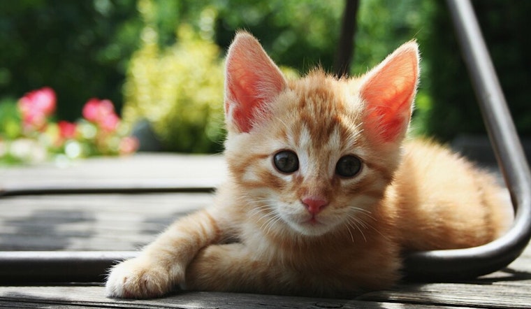 Jacksonville Calls for Community Support During Kitten Season as Supplies Are Urgently Needed for Underage Kittens
